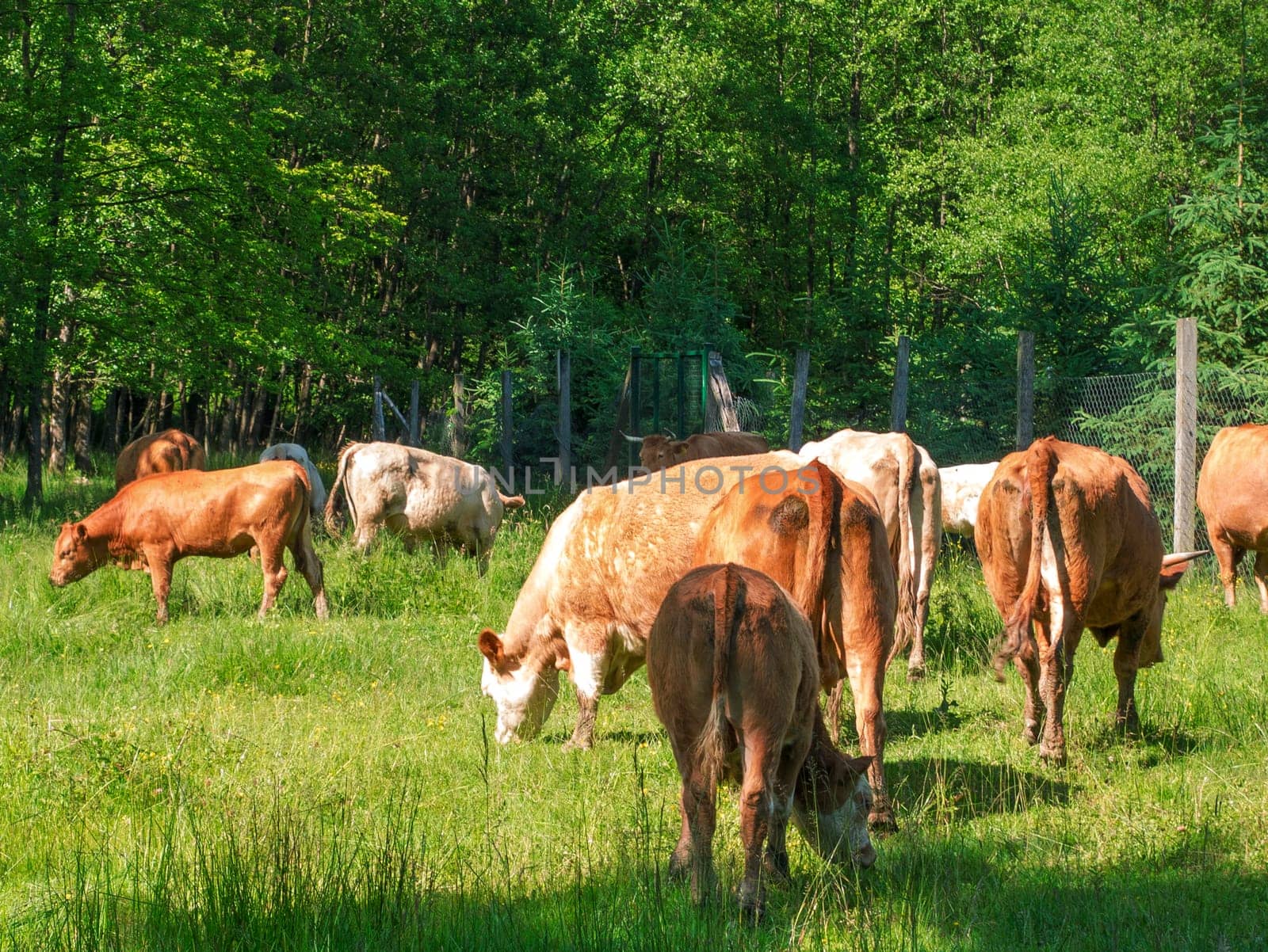 Flock of cows on a meadow. Brown and white cows. Green meadow.