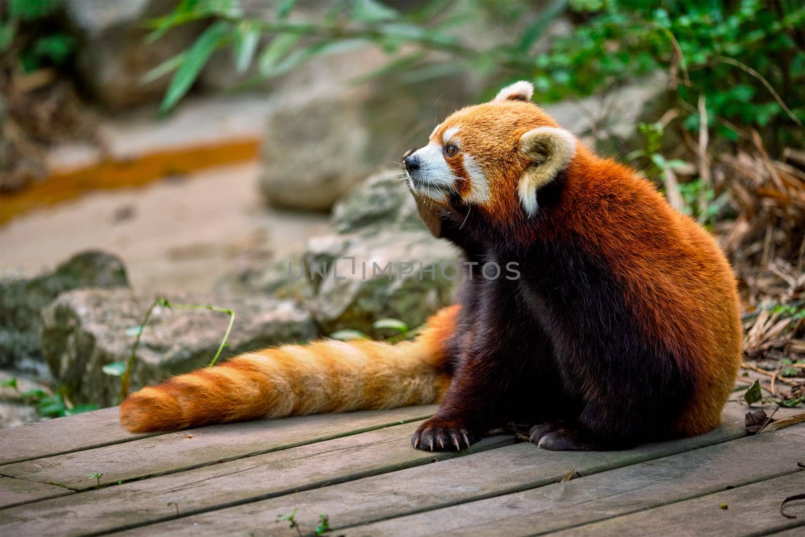 Red panda in Chengdu, Sichuan China