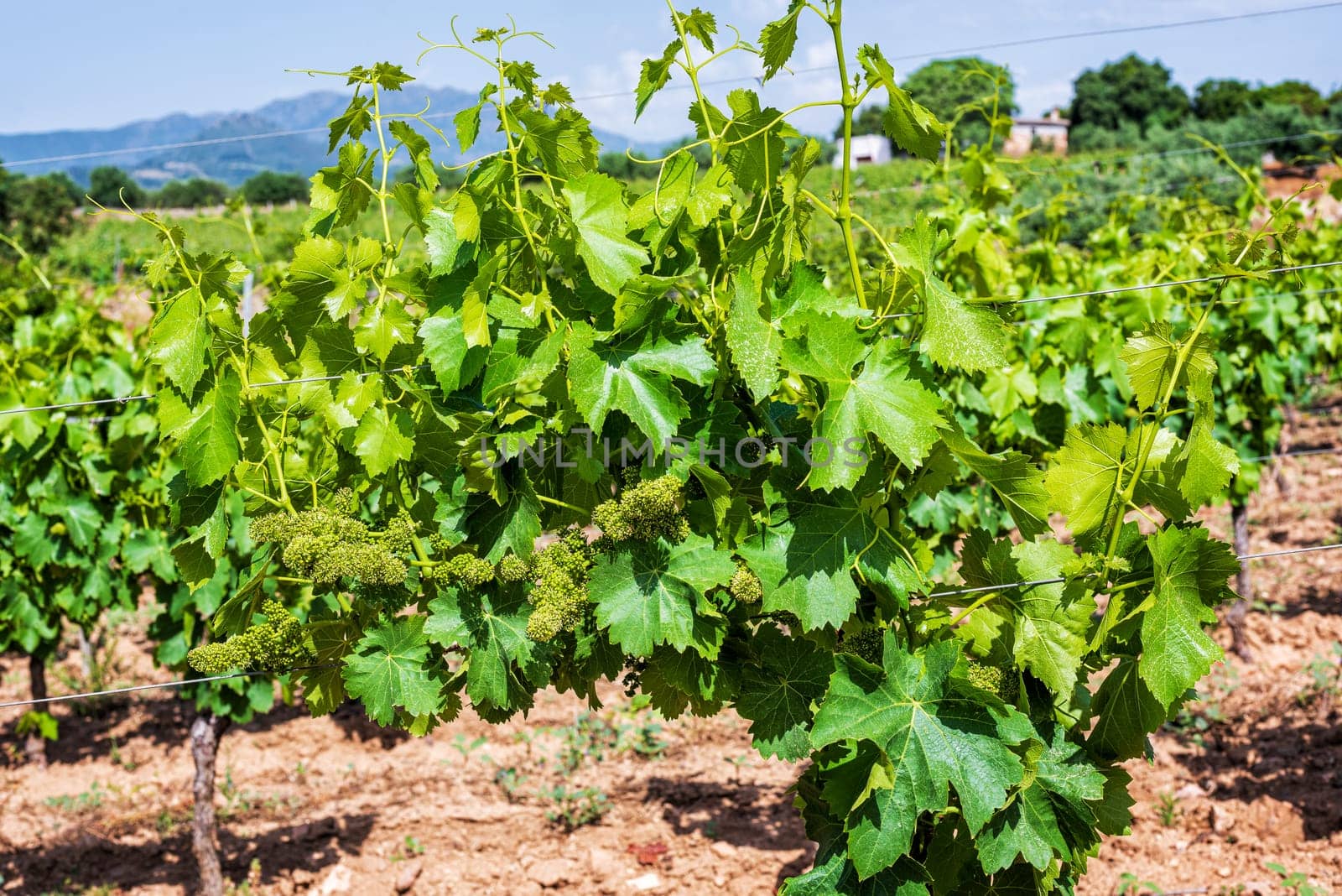 Young bunches of grapes with flowers. Flowering bunches of grapes between the branches of a vineyard in Sardinia, Italy. Traditional agriculture.