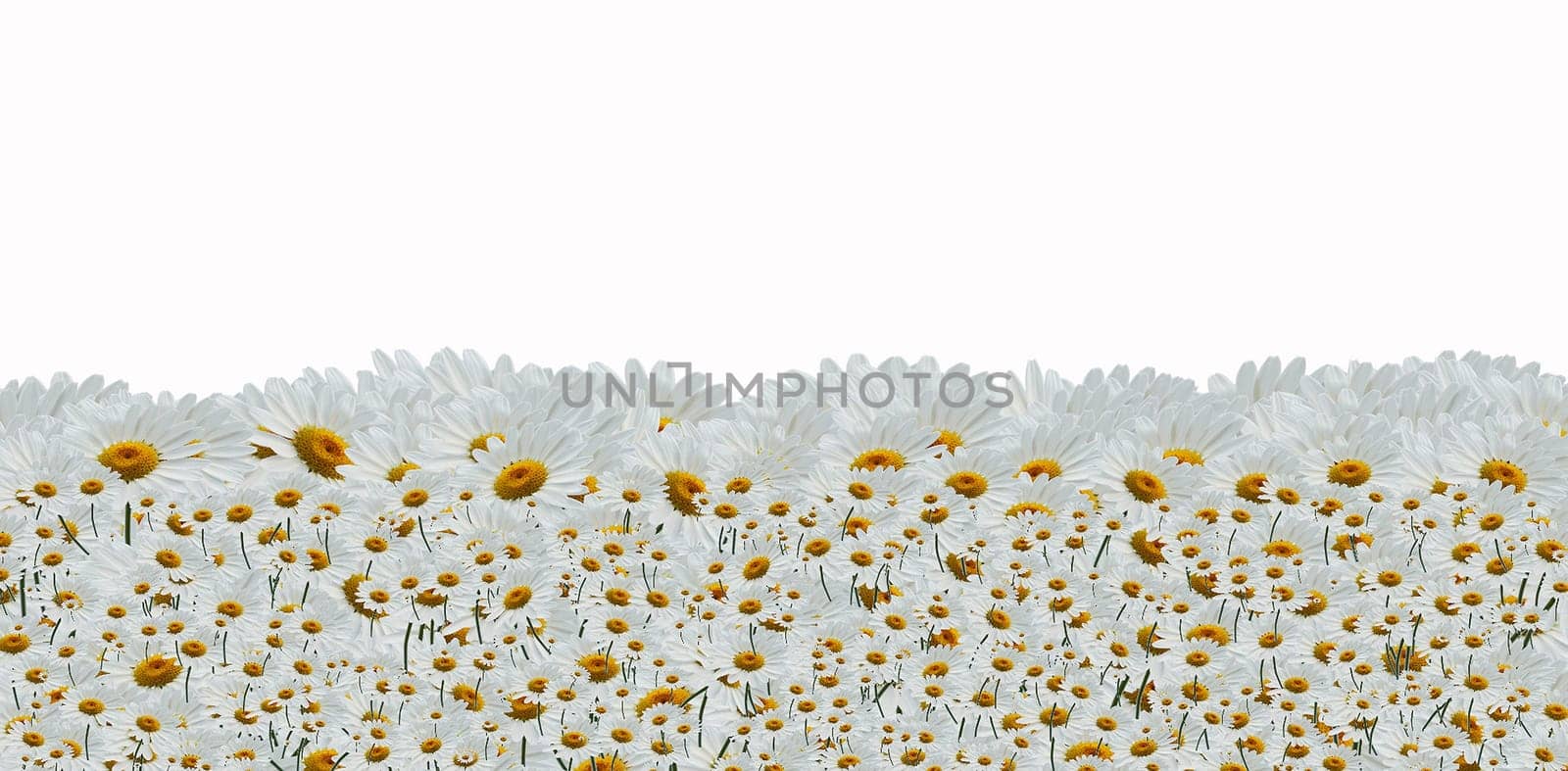 Chamomille field