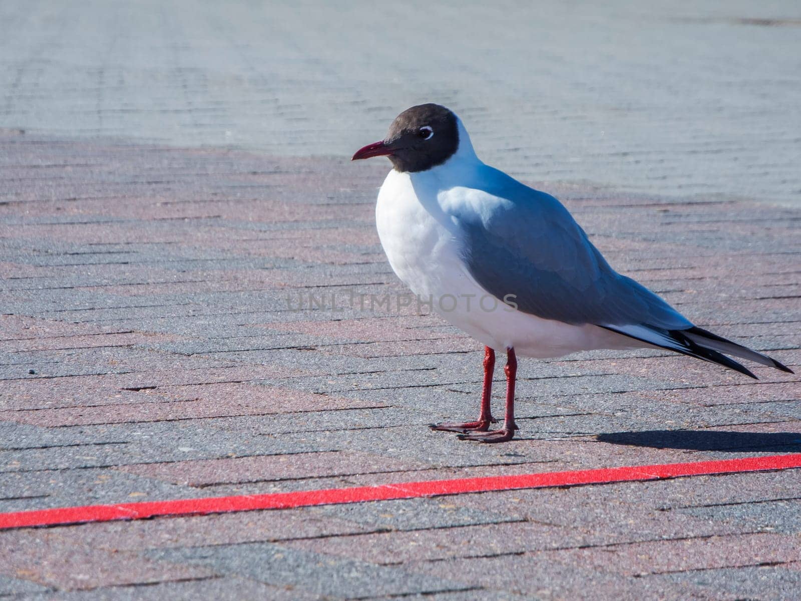 Ground level side close-up of a single black-headed gull (lat: Chroicocephalus ridibundus) in summer plumage standing on paving stones in front of a red dividing line in harsh sunlight.