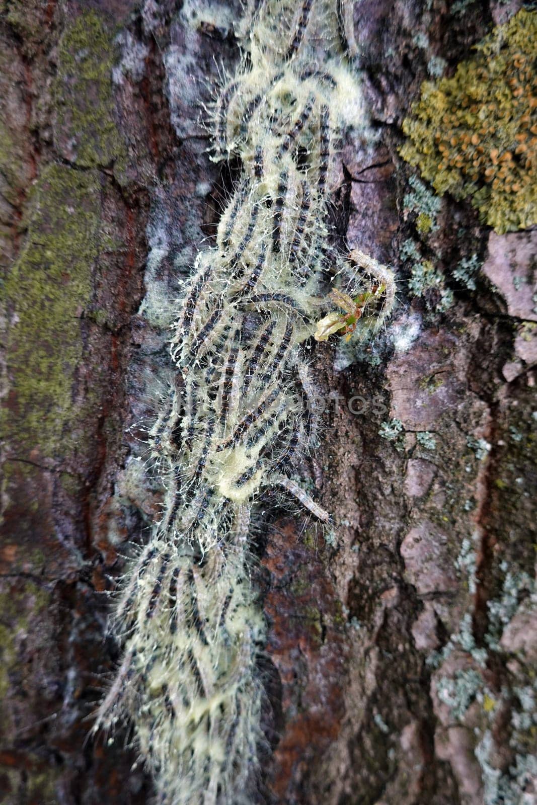 Eichen-Prozessionsspinner (Thaumetopoea processionea) - Nest am Stamm einer Eiche, Nordrhein-Westfalen, Deutschland, Weilerswist
