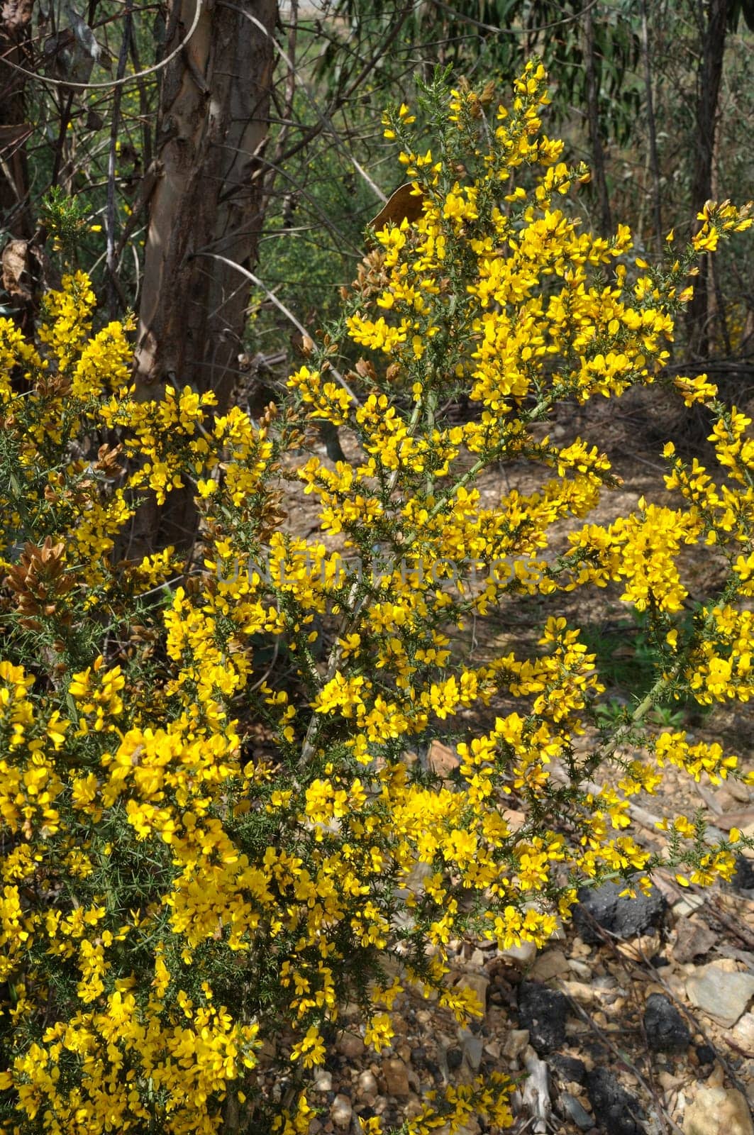 scorpion broom in spring in Portugal