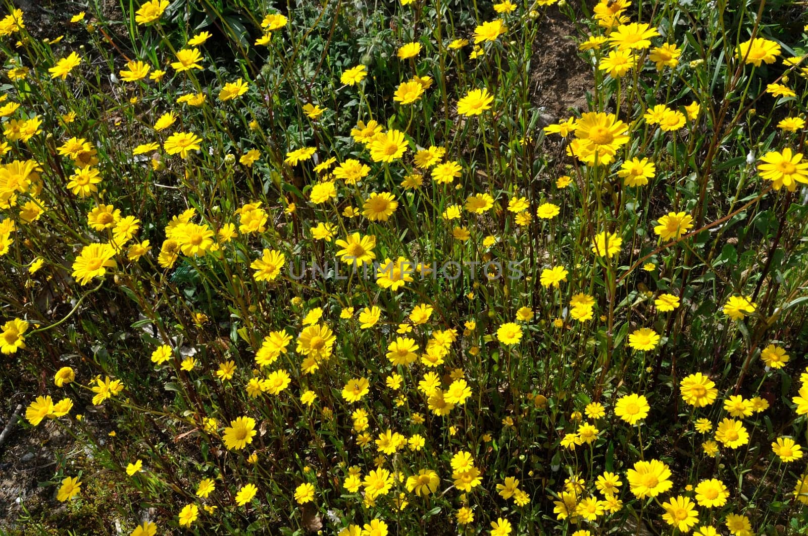 Coleostephus myconis in flower in Portugal