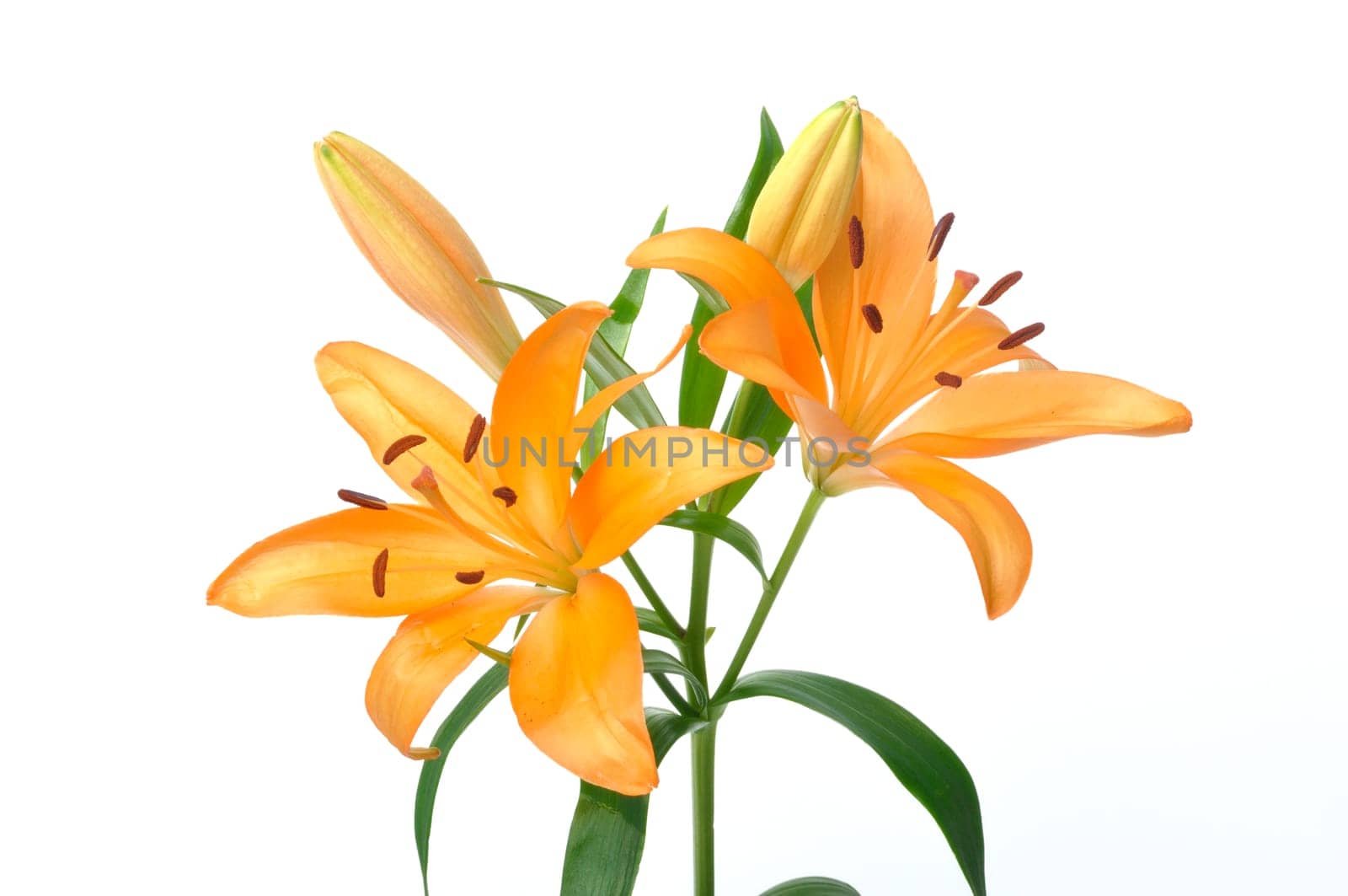 Studio shot of orange lily