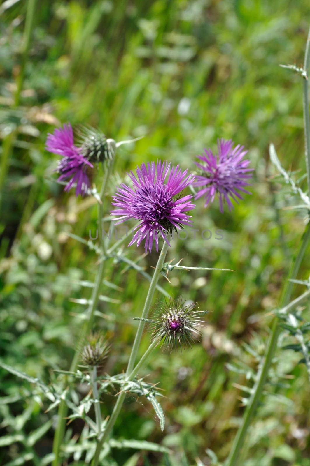 Milk thistle in spring in Portugal
