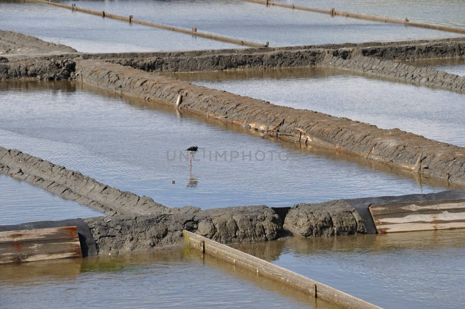 Aveiro salt marshes in Portugal