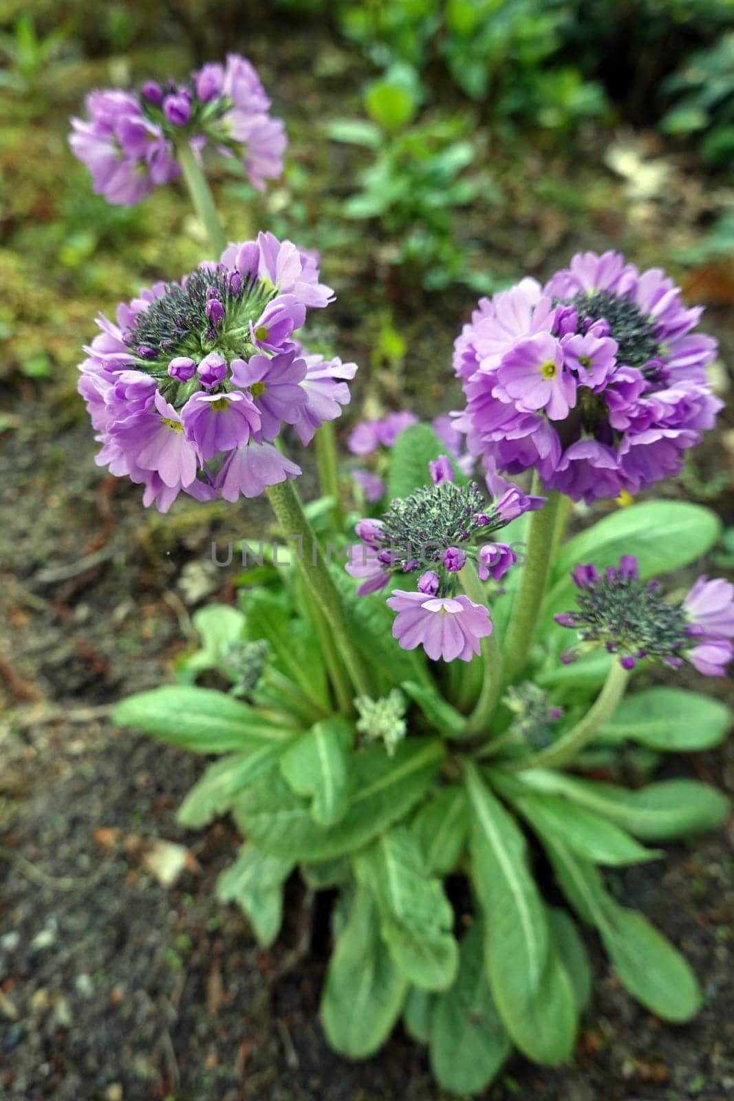 Kugel-Primel (Primula denticulata) - blühende Pflanze im Kurpark, Niedersachsen, Deutschland, Bad Bevensen