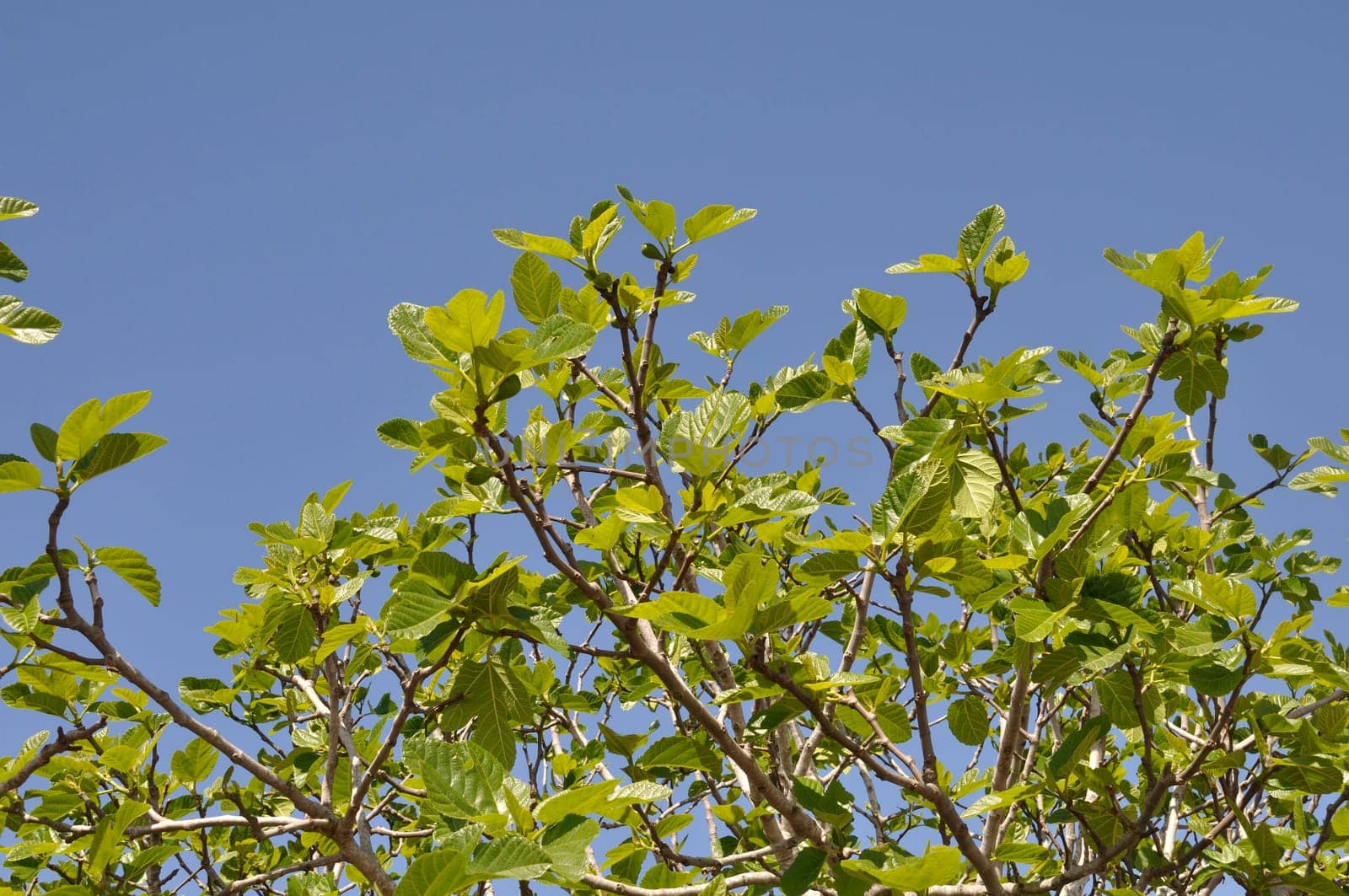 Fig tree in Avairo in Portugal
