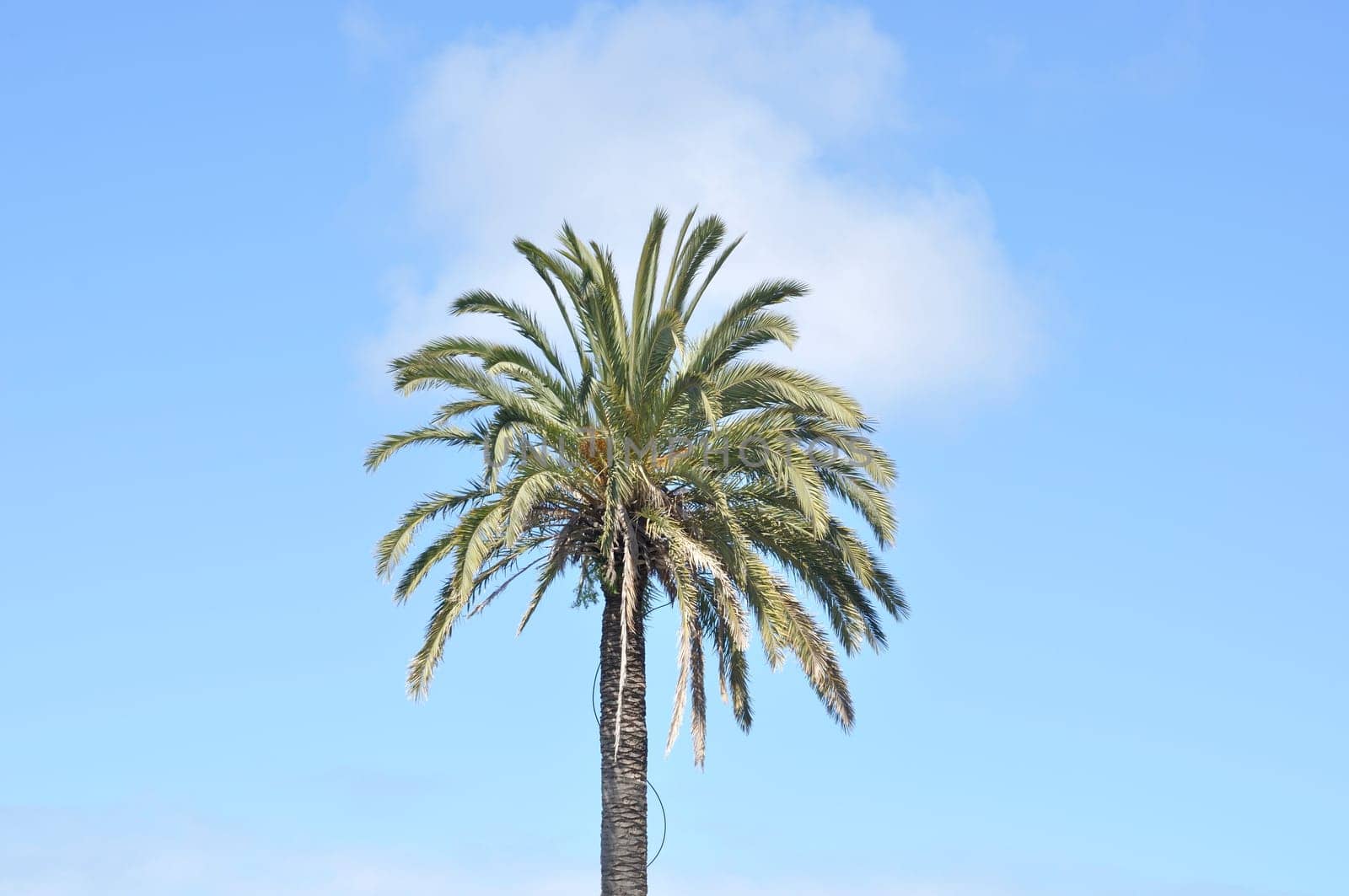 Palm tree in Aveiro in Portugal