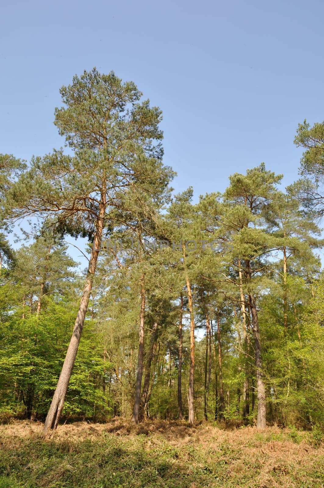 The Communal forest of Saint-Pierre-Les-Elbeuf