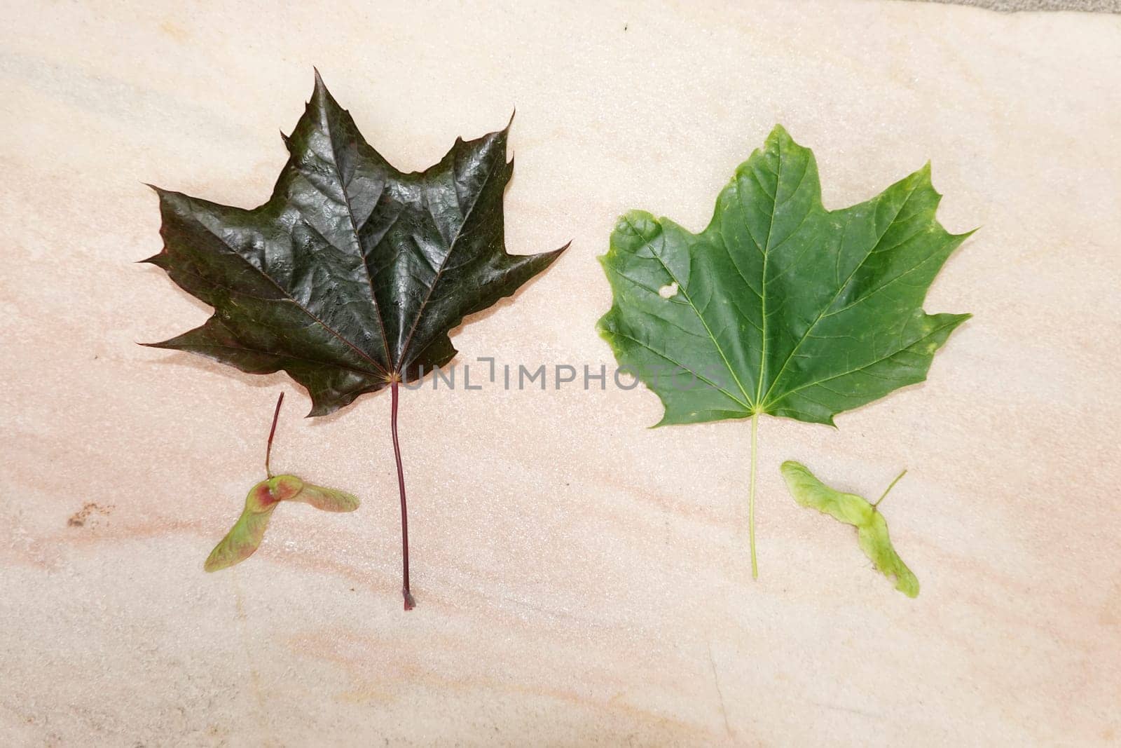 Spitzahorn (Acer platanoides), auch Spitzblättriger Ahorn - Blätter (Oberseite) und Früchte