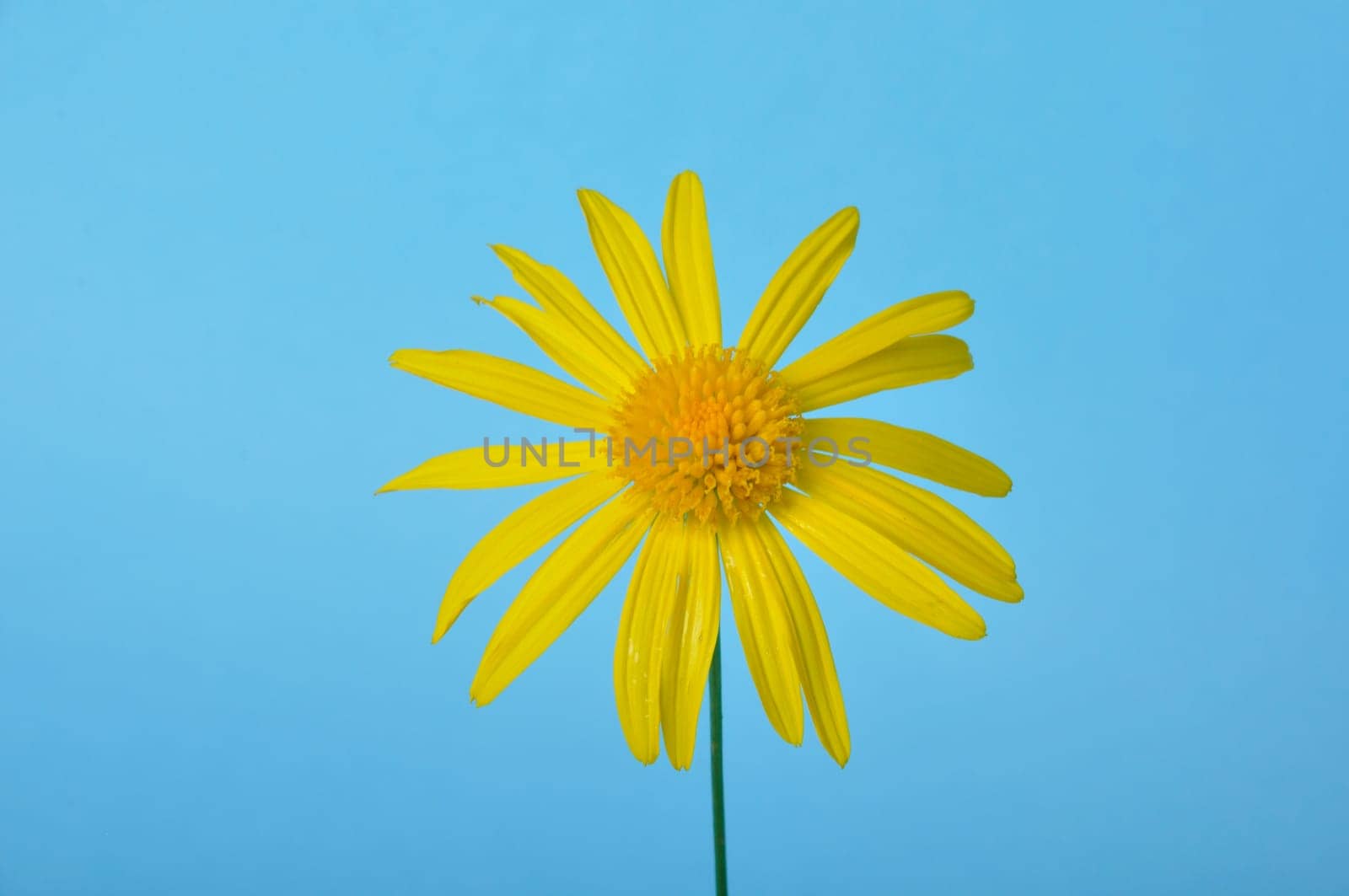 savannah daisies on a blue background