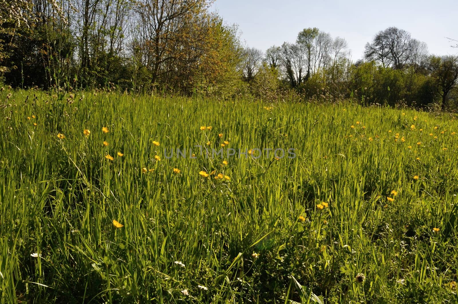 A meadow in Normandy in spring.