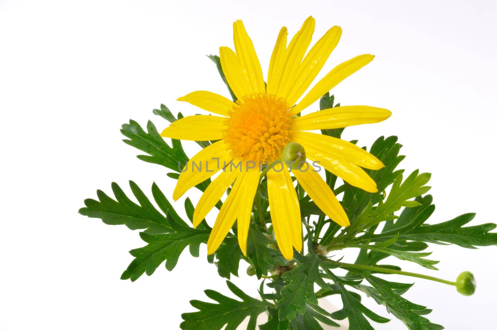 savannah daisies on a white background