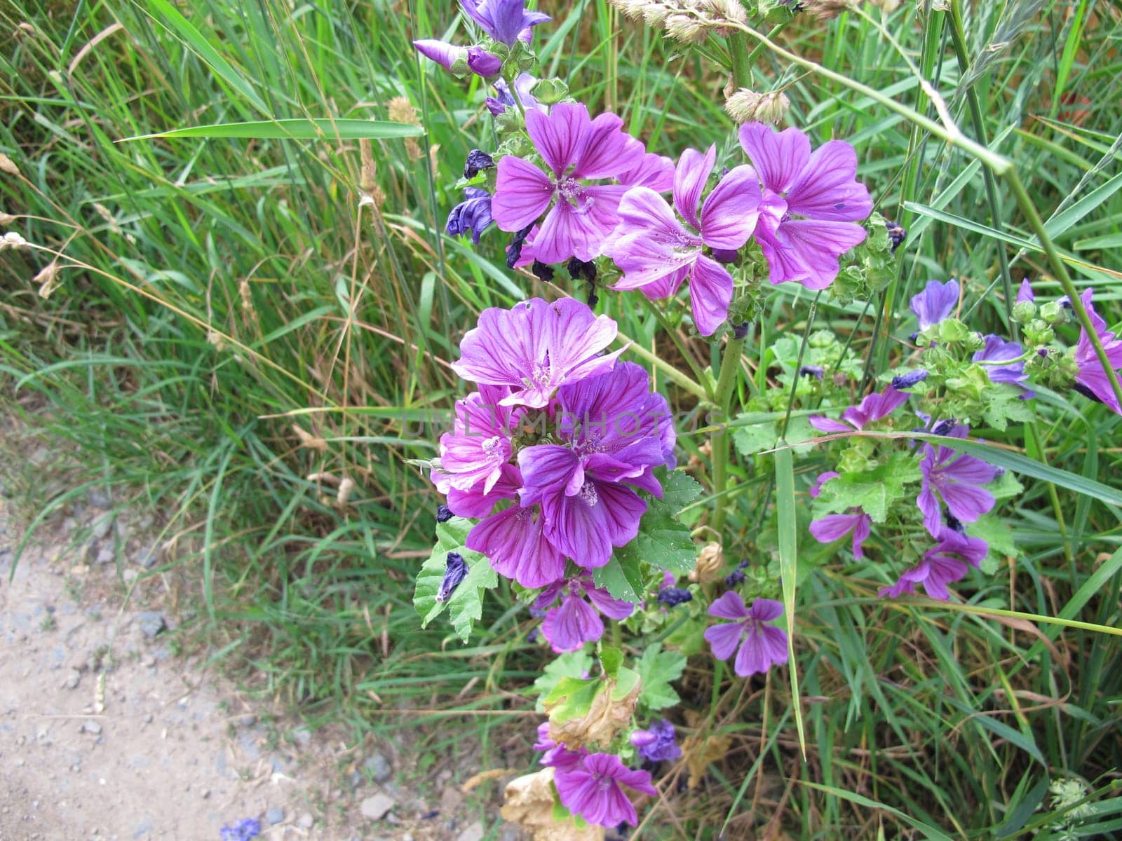 Flowering wild mallow by the wayside, Malva sylvestris