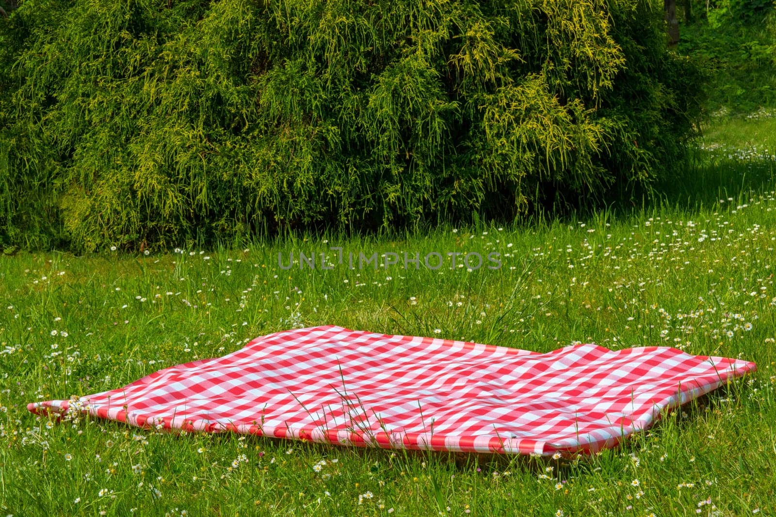 Red picnic blanket. Red checkered picnic cloth on a flowering meadow with daisy flowers. Beautiful backdrop for your product placement or montage.