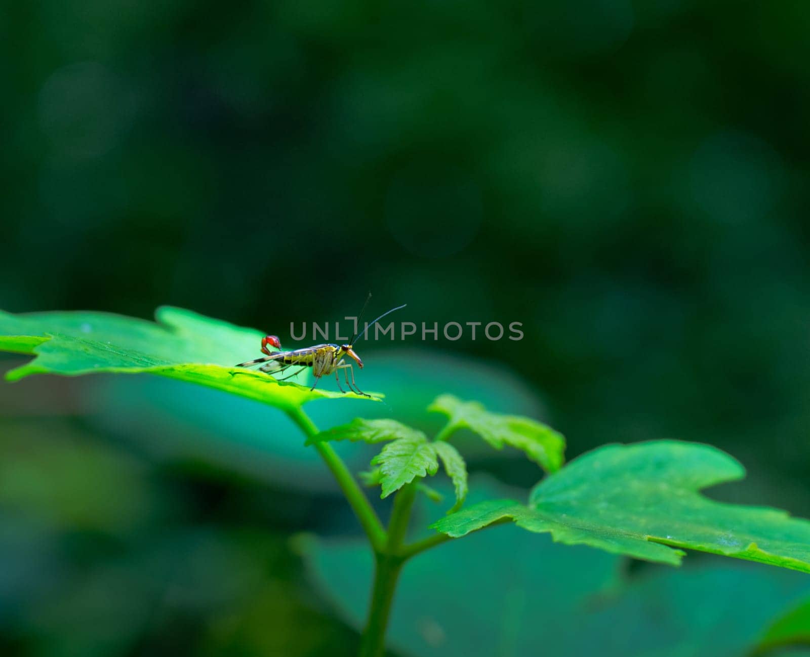 Scorpionfly - panorpidae- sitting on a green leaf in a forest