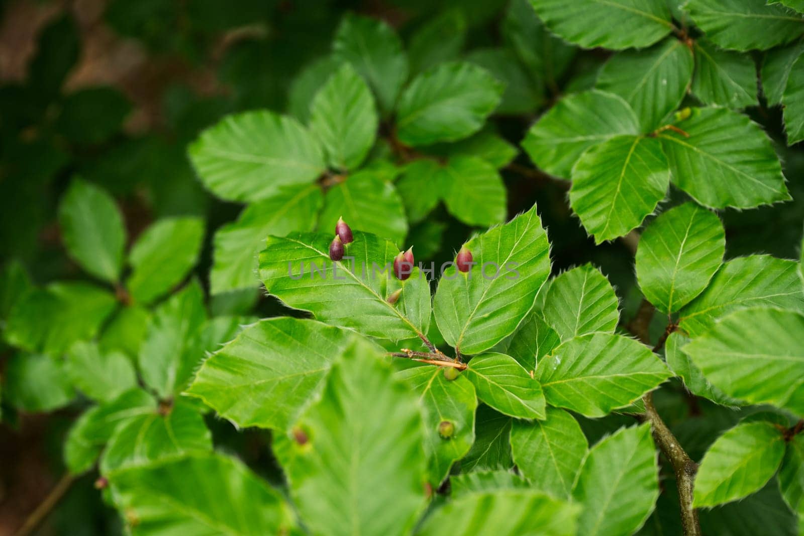Galls - apples- from wasp on leaves in a forest