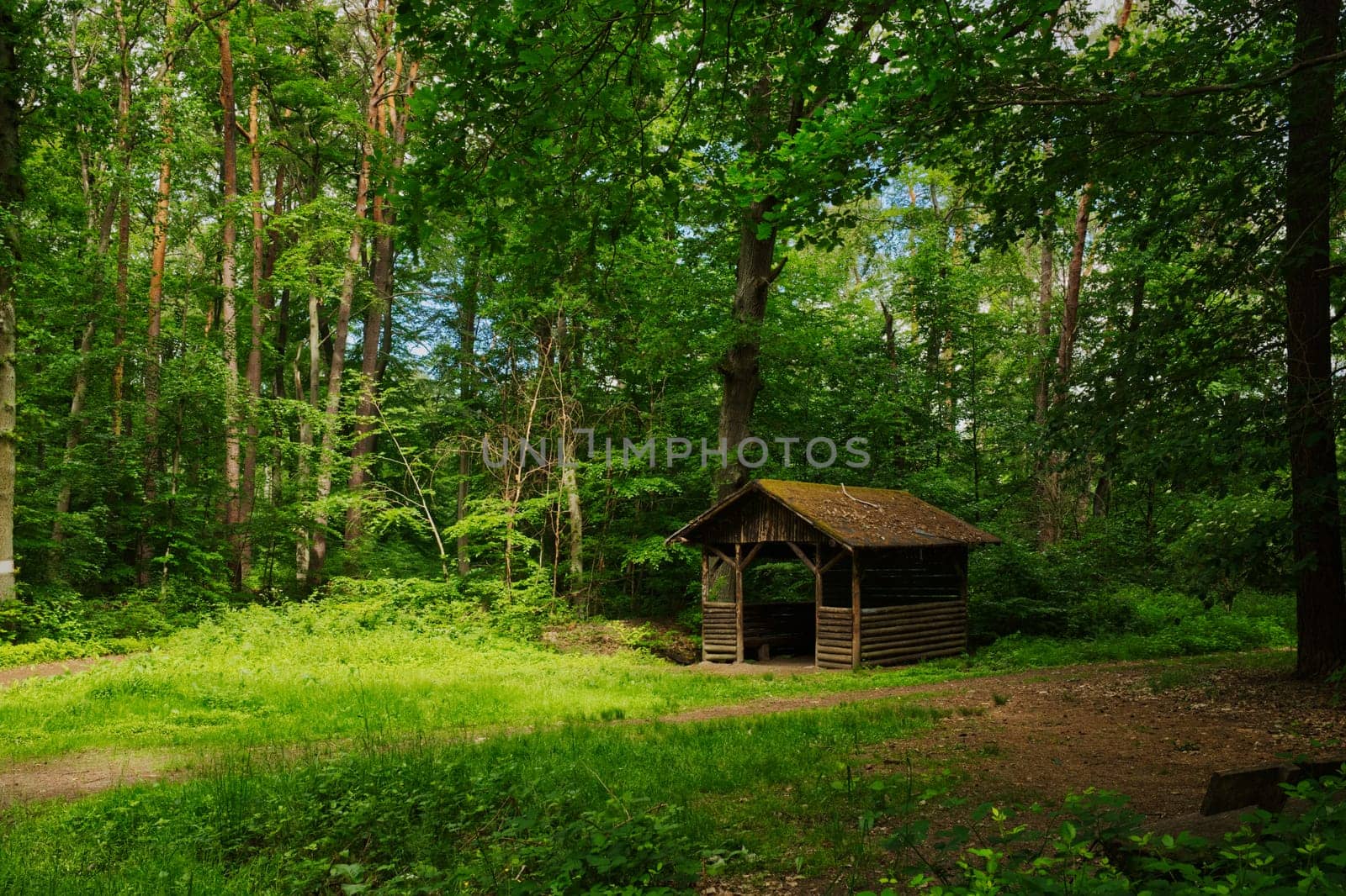 idyllic little forest hut in between trees, a green meadow in front