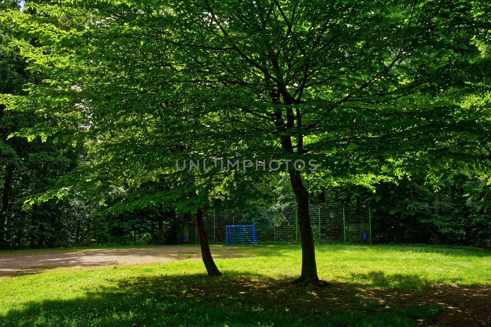 football field in the summer forest, atmospheric and idyllic light, the goal is colored in blue, builds a nice contrast to the green of the meadow