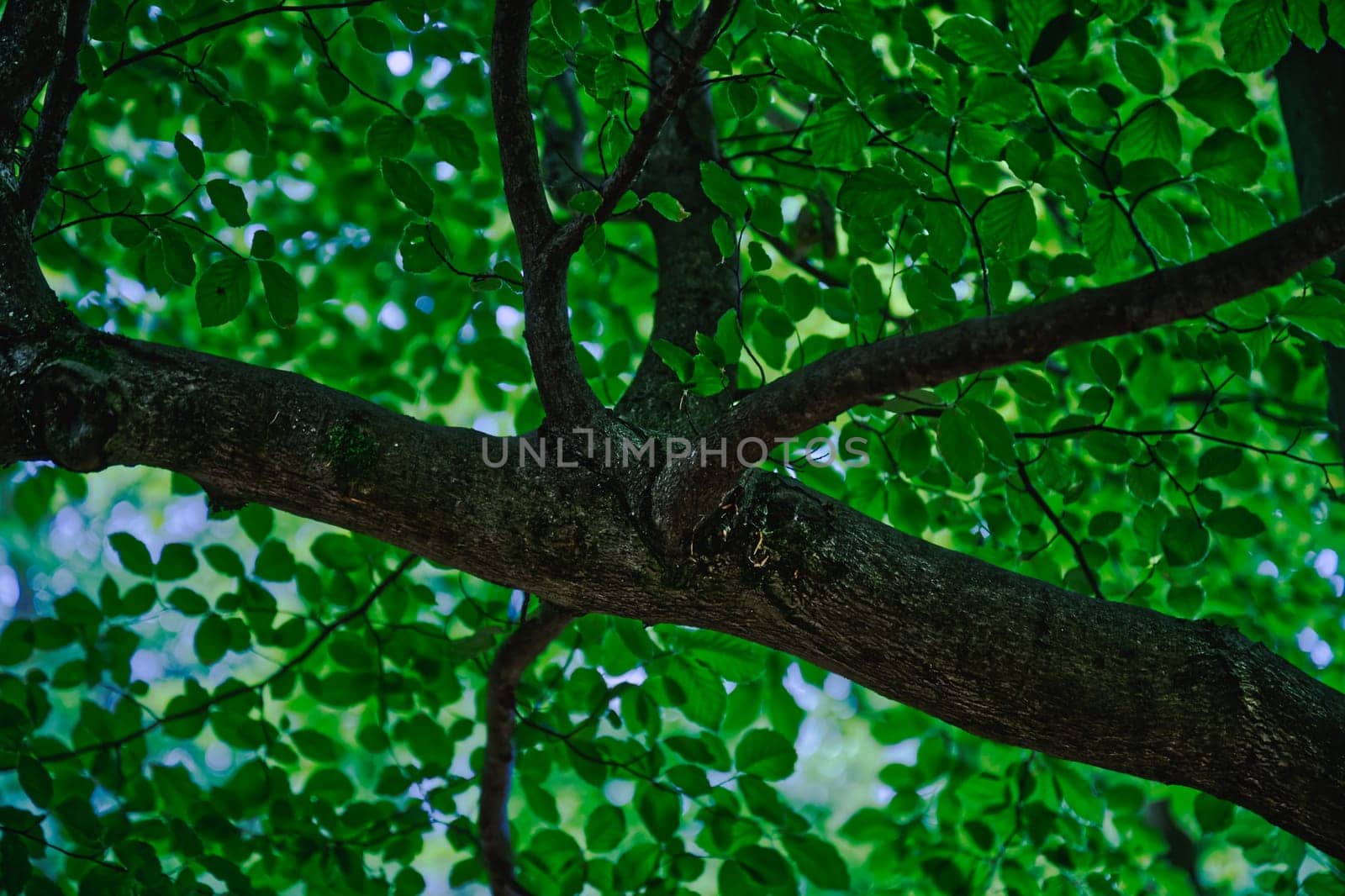 Treebranch with sun enlightened leaf canopy