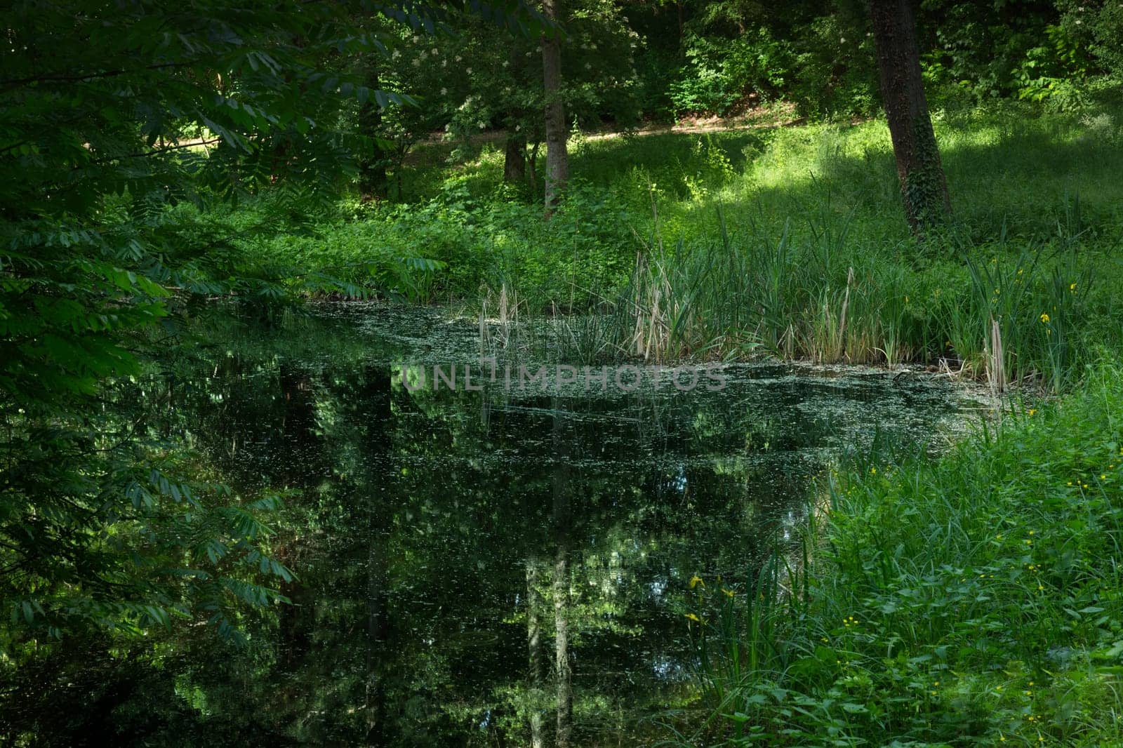 Lake in a park, trees mirroring in the water