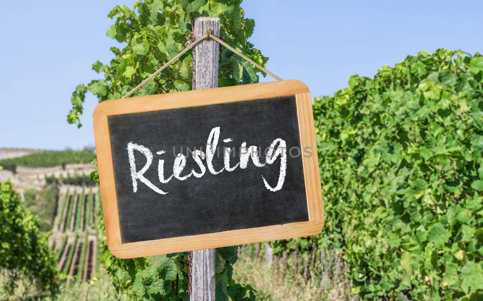 Blackboard in the vineyards - Riesling