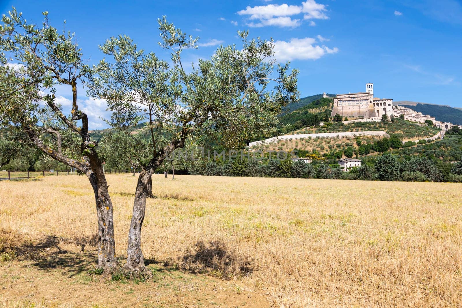 Olive trees in Assisi village in Umbria region, Italy. The town is famous for the most important Italian St. Francis Basilica (Basilica di San Francesco)