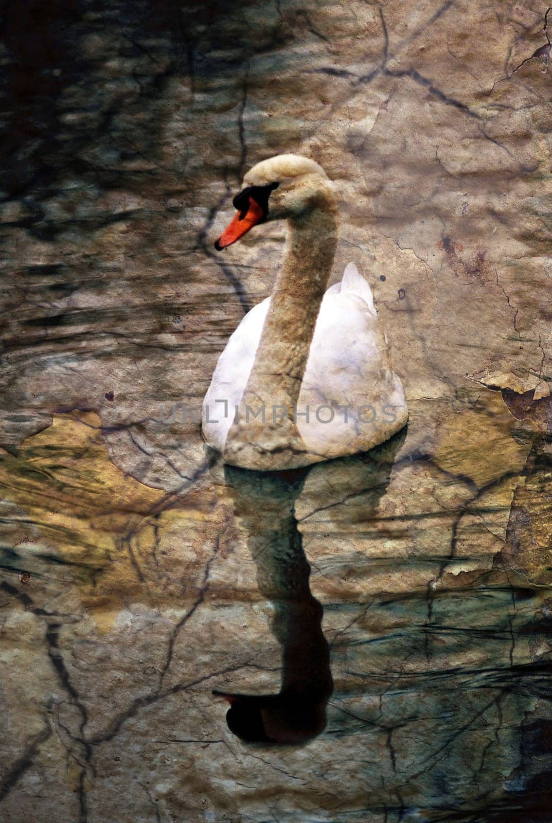 White swan