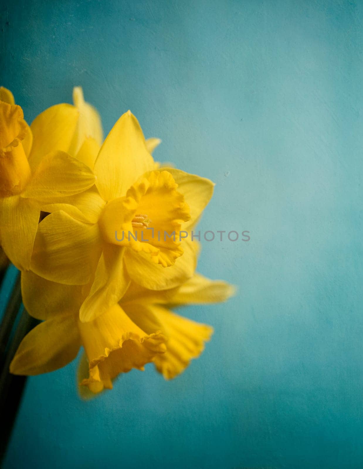 Beautiful fresh narcissus in front of rustic blue wall