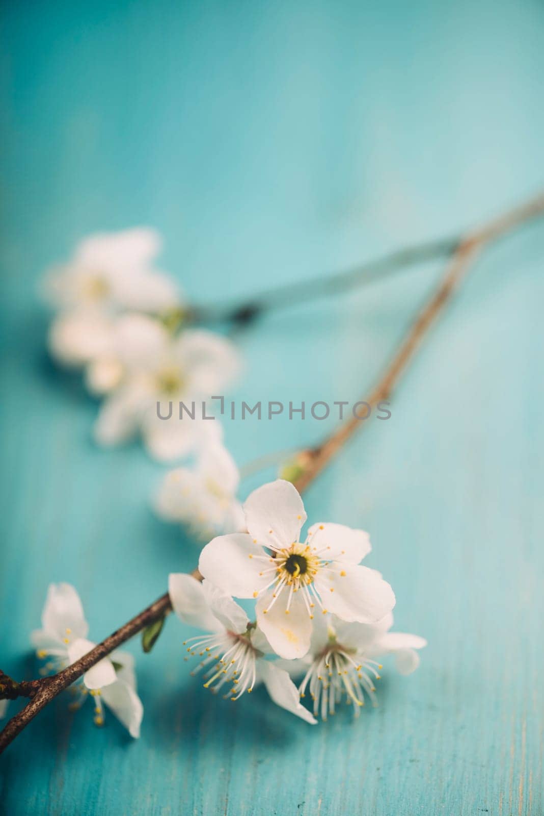 Spring blossom on blue wooden table. Retro filter.