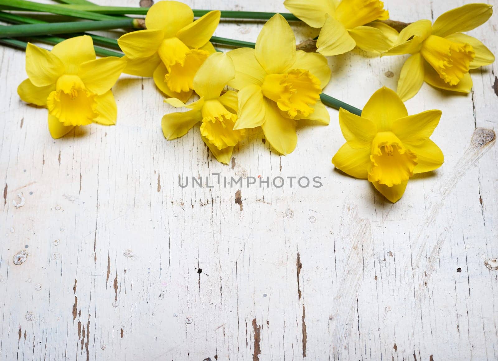 Beautiful fresh narcissus on white wooden table