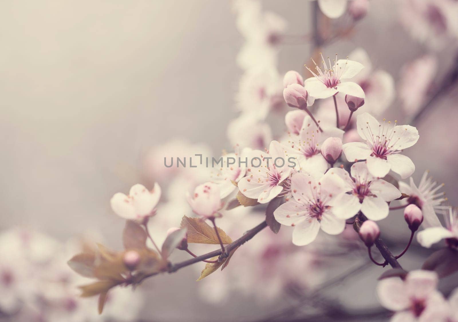 Beautiful spring blossom. Retro style image