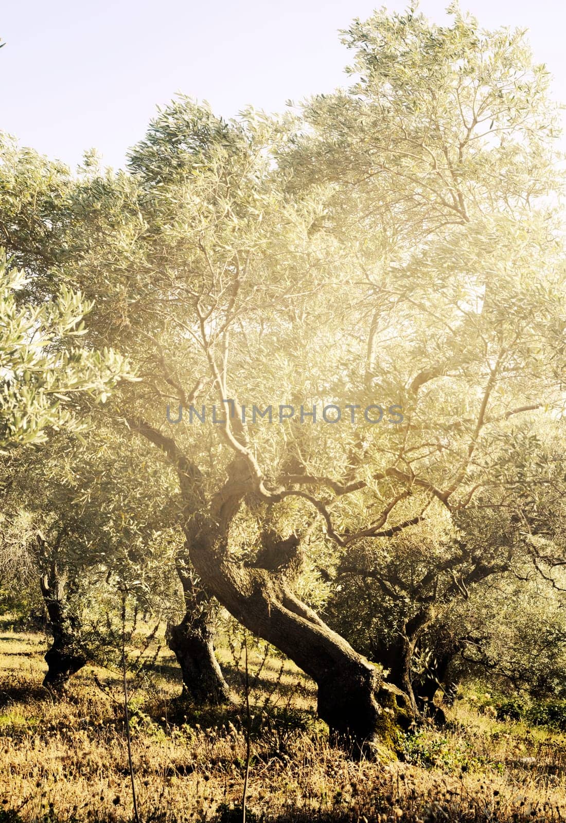 Mediterranean olive trees with sunlight.