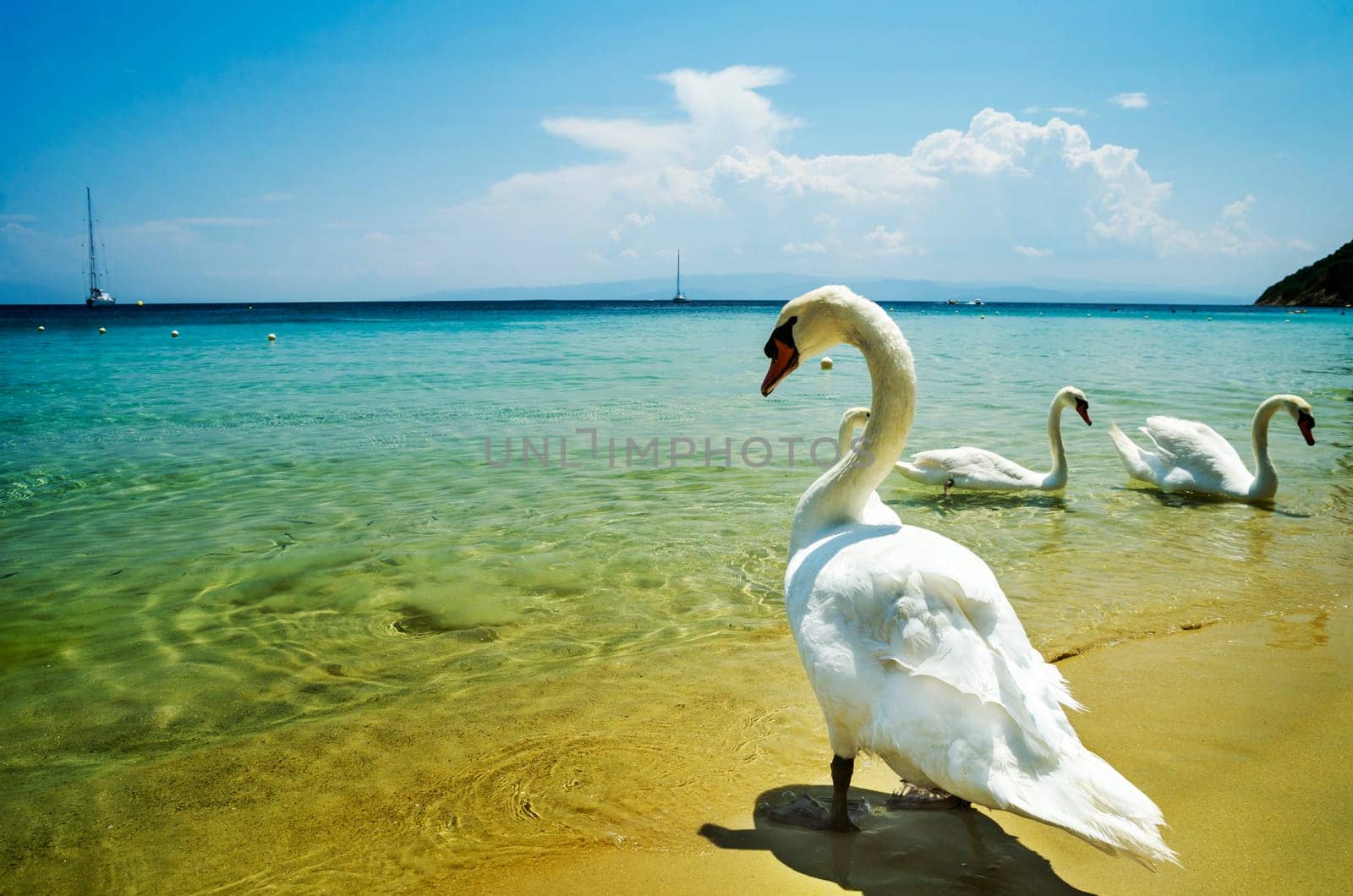 Swans on Koukounaries beach in Skiathos, Greece.