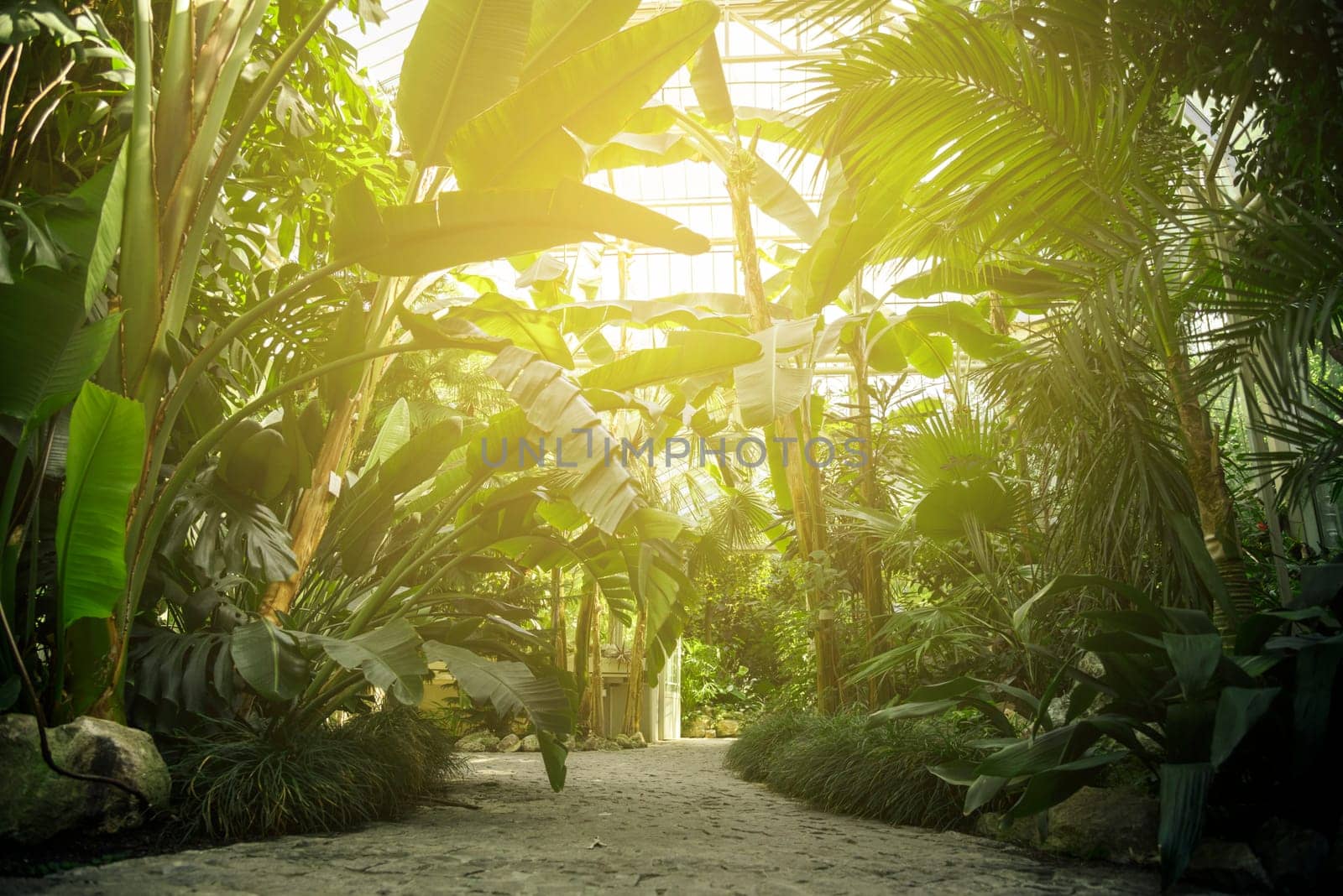 Tropical trees in botanical garden.
