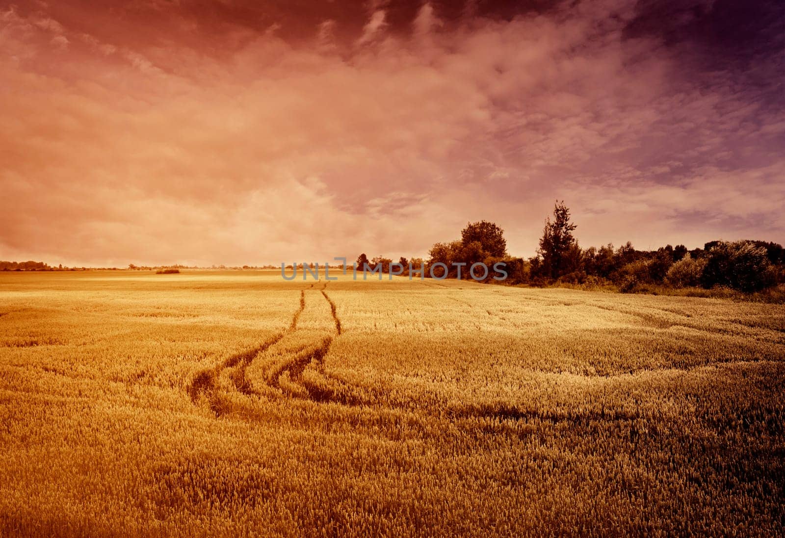 Beautiful golden wheat field in sunset