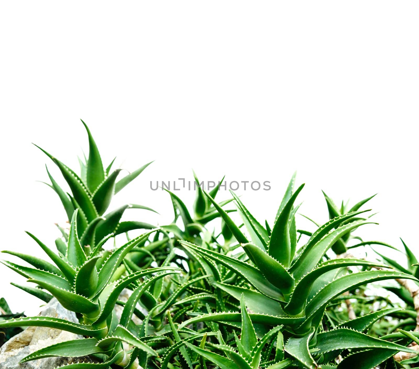 Aloe vera isolated over white background