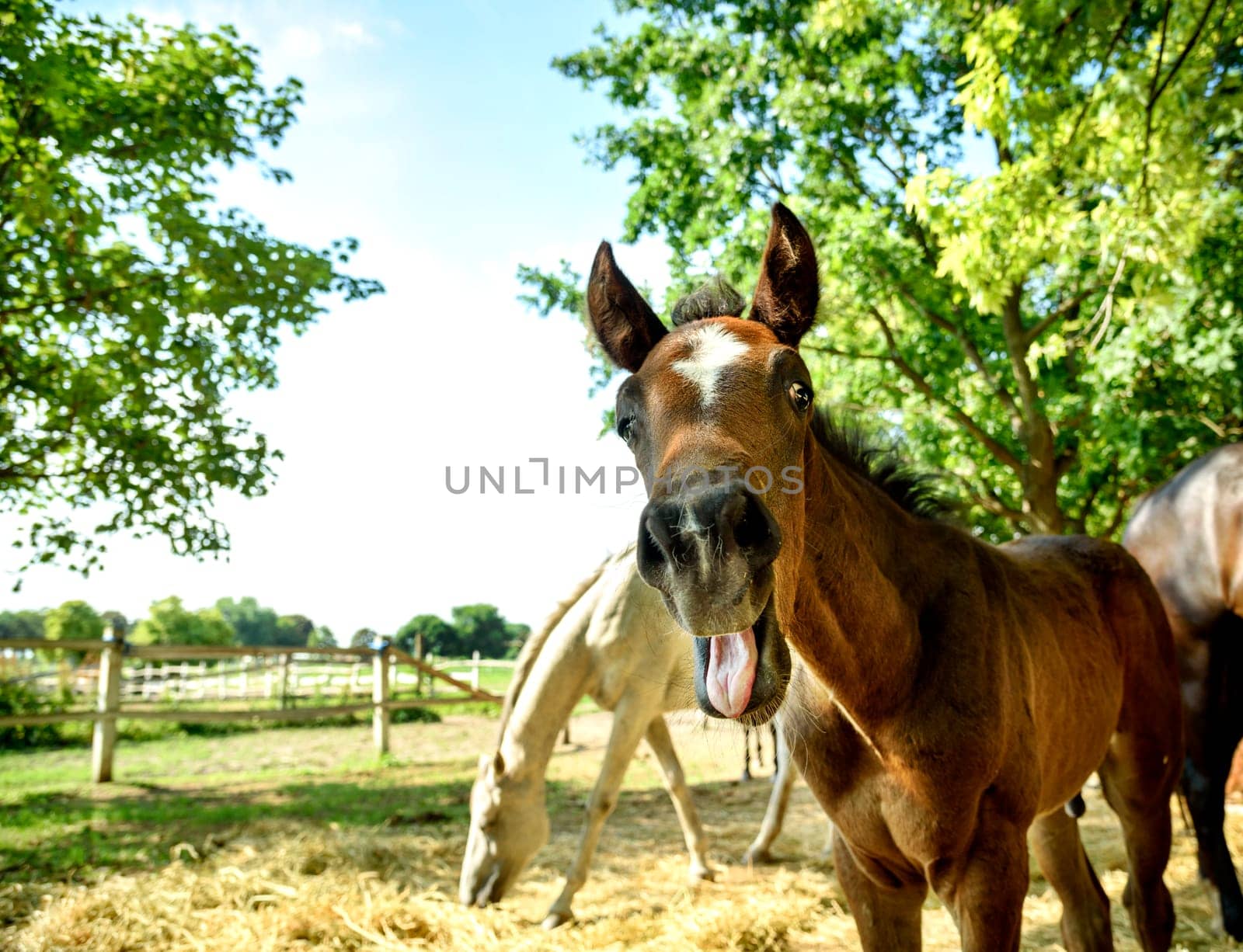 Funny portrait of young chestnut horse