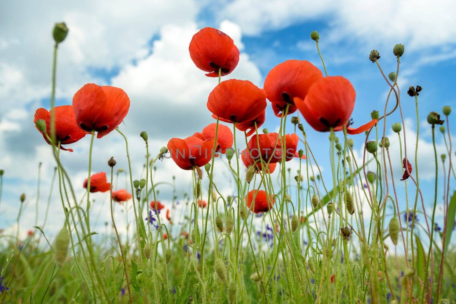 Beautiful red poppies closeup in green field