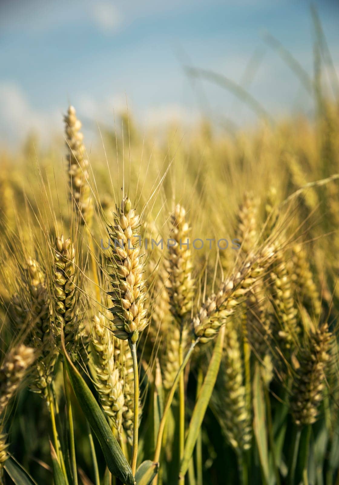 Closeup of wheat ears in field in summer.