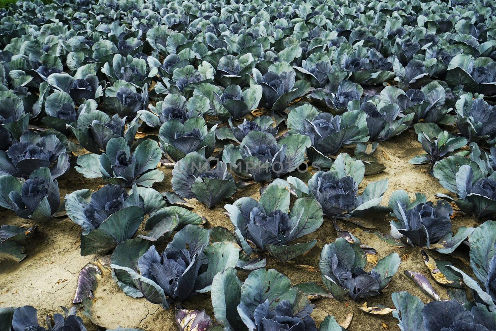 Large vegetable field with red cabbage in summer