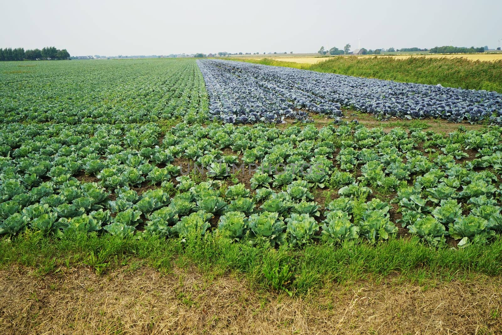 Large vegetable field with different types of cabbage in summer
