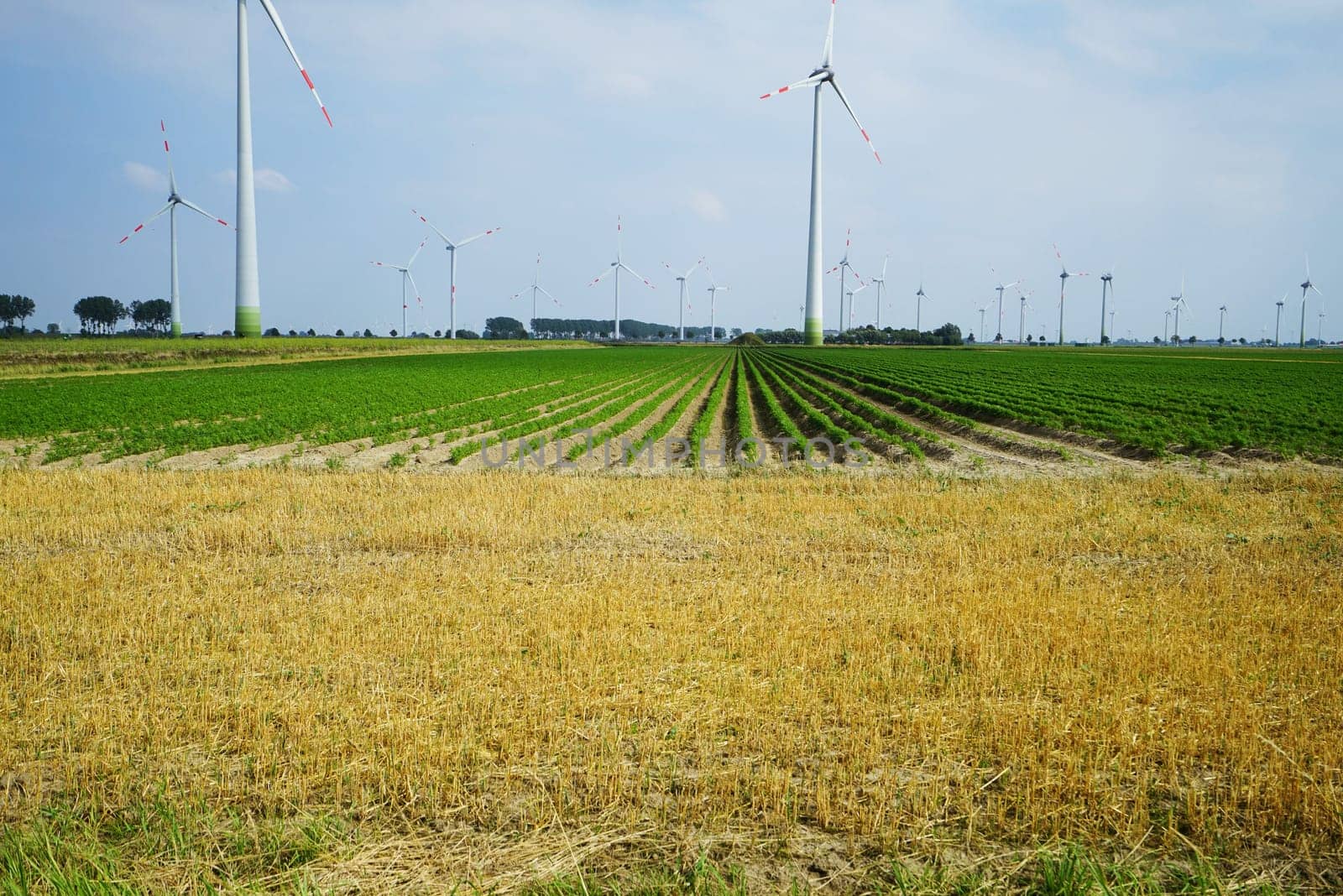 Large vegetable field with wind turbines in summer