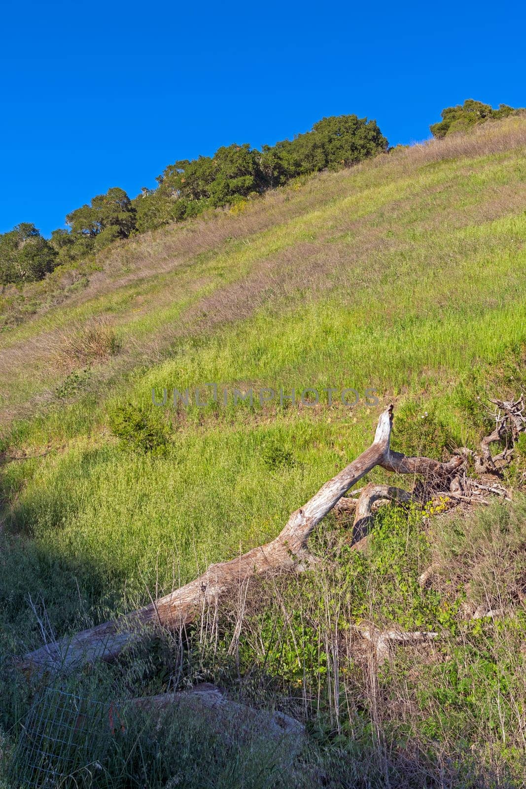 Steep Coastal Hills in Spring Vegetation at the Pismo Preserve Near Pismo Beach, California