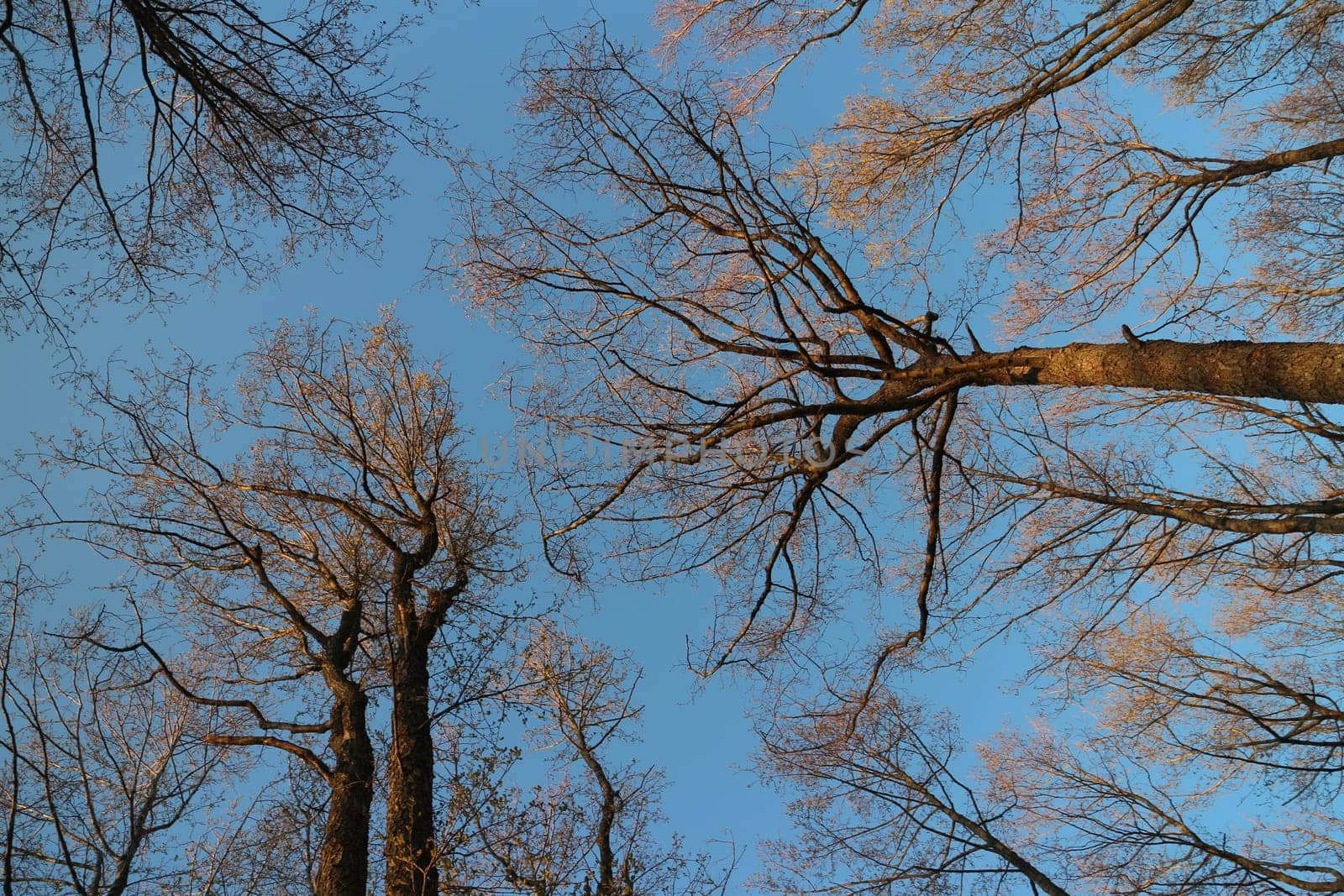 Bare tree trunks reach for the sunlight spring landscape overhead