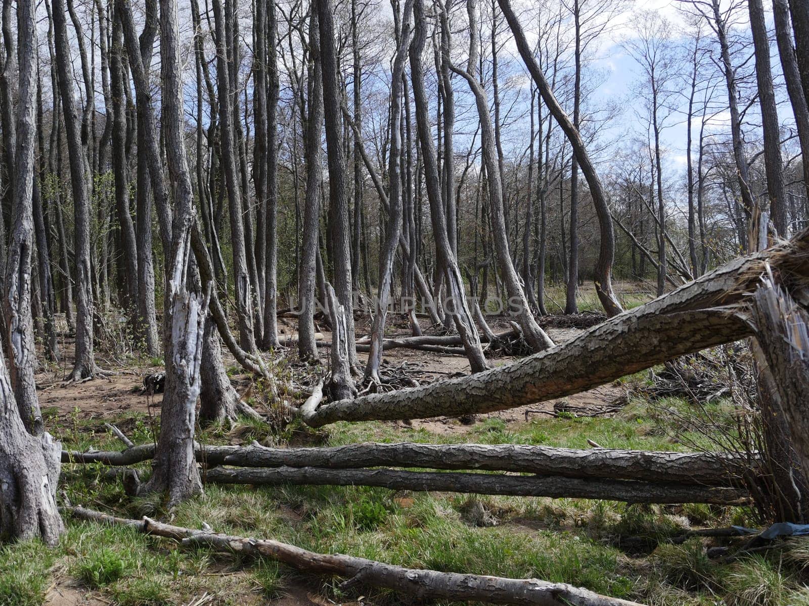 Broken windbreak forest catastrophic natural landscape