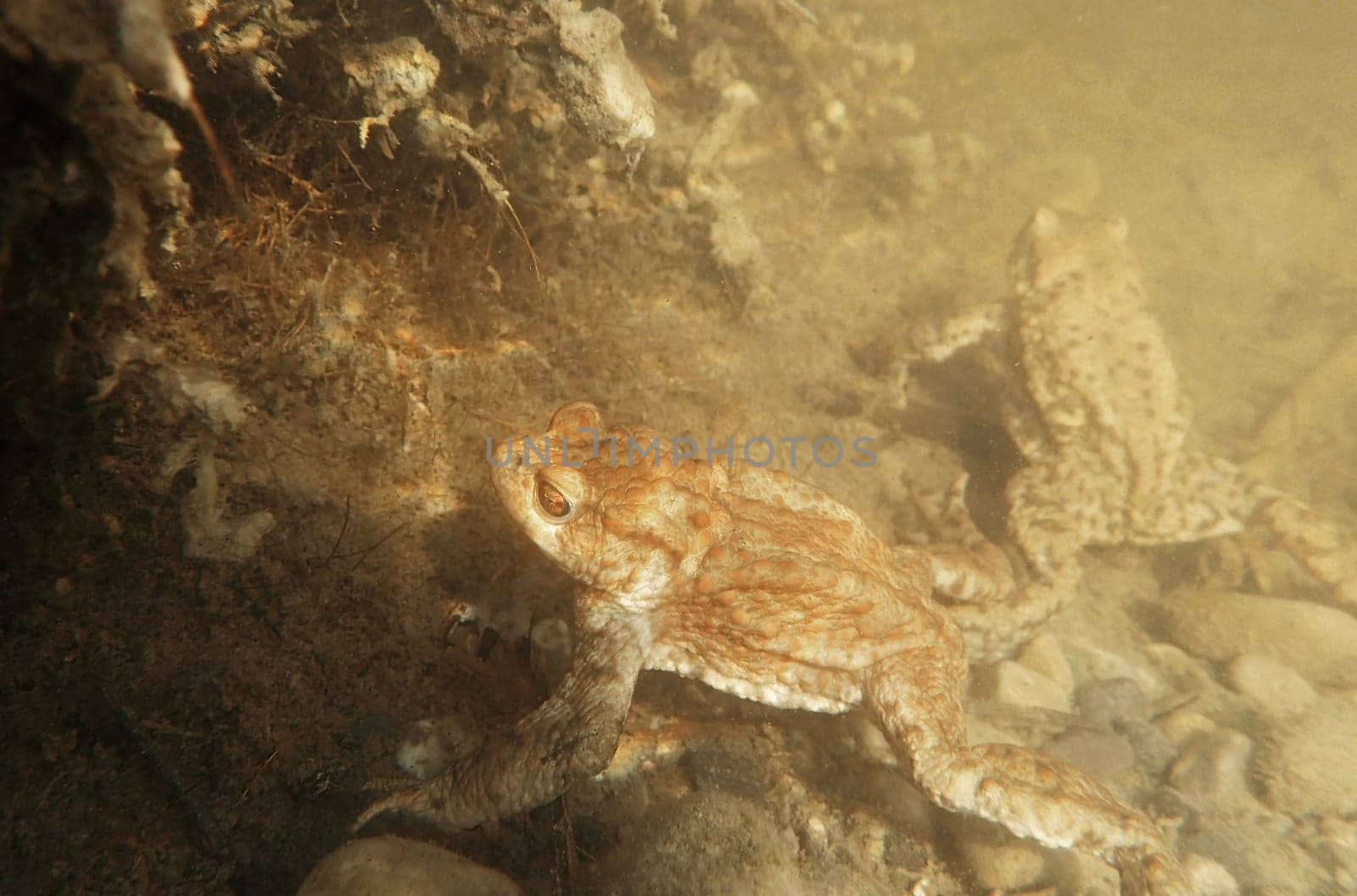 Underwater photo of two toads in a bog lake in Bavaria