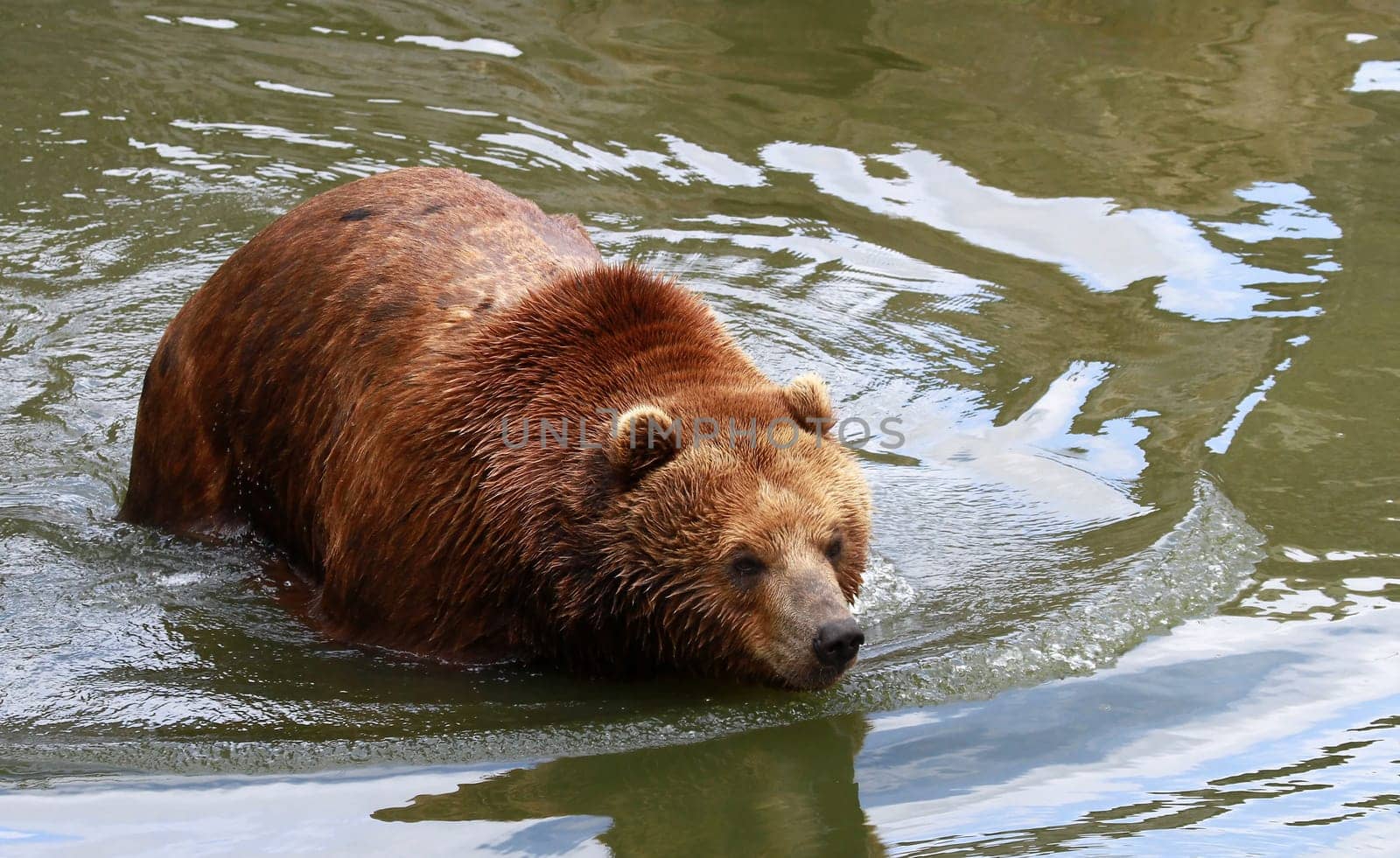 Kodiak